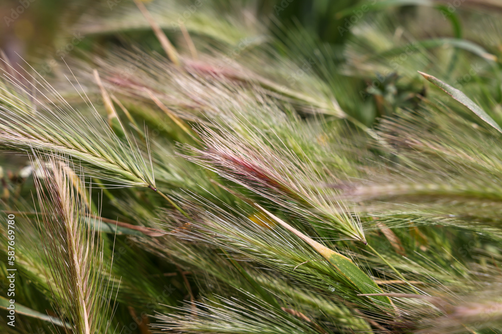 Wheat field. A close up of an ear of rye. Food crisis and hunger during the war Wheat field. A close up of an ear of rye. Food crisis and hunger during the war