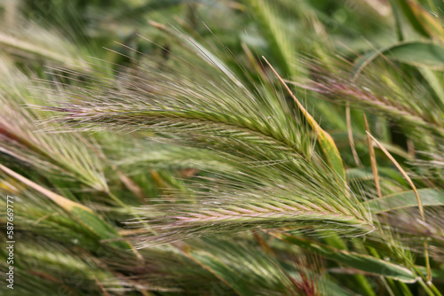 Wheat field. A close up of an ear of rye. Food crisis and hunger during the war