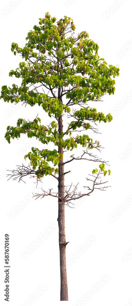 Obraz premium real tree on the transparent background has removed the original background