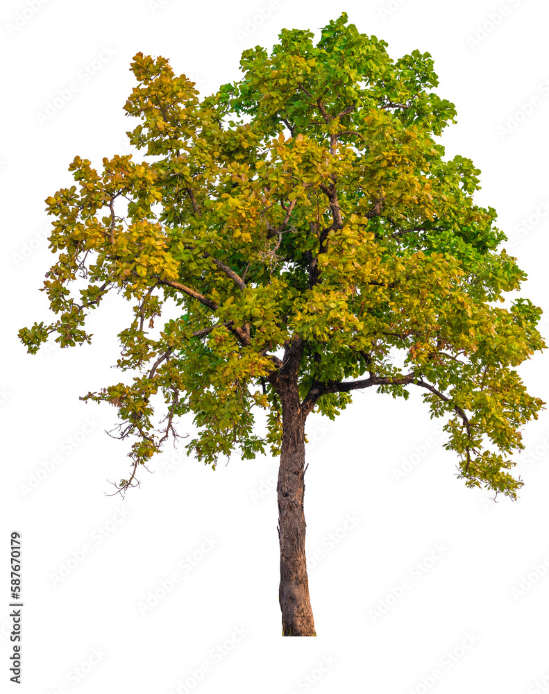 real tree on the transparent background has removed the original background real tree on the transparent background has removed the original background