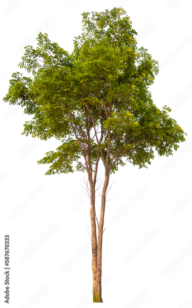 real tree on the transparent background has removed the original background real tree on the transparent background has removed the original background