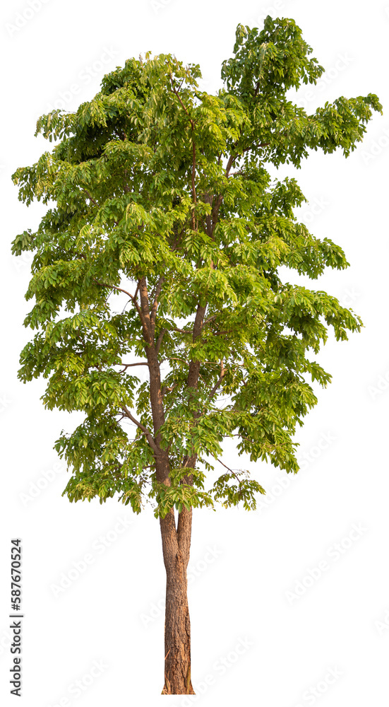 Fototapeta premium real tree on the transparent background has removed the original background