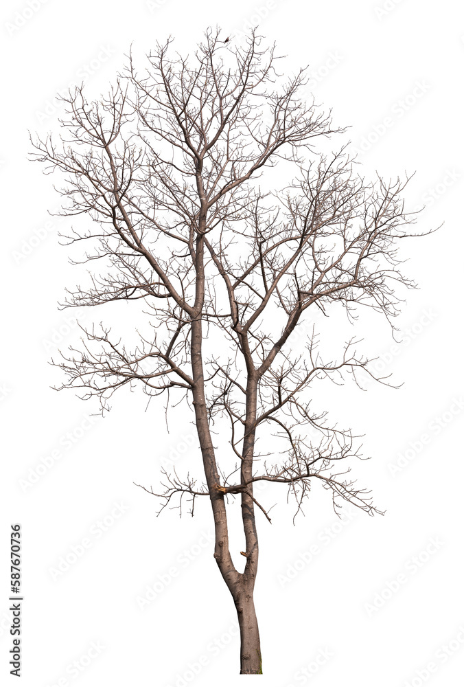 real death tree PNG file transparent