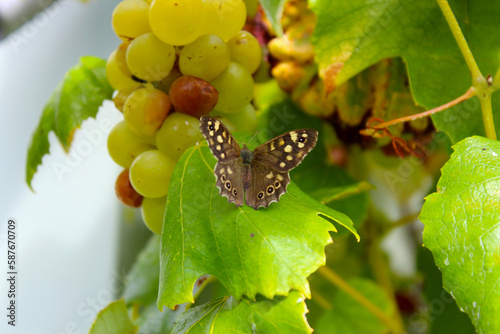 Schmetterling und Weintraube photo