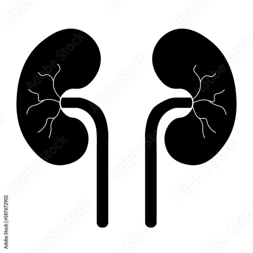 Human Body Organs Urinary System Kidneys Anatomy