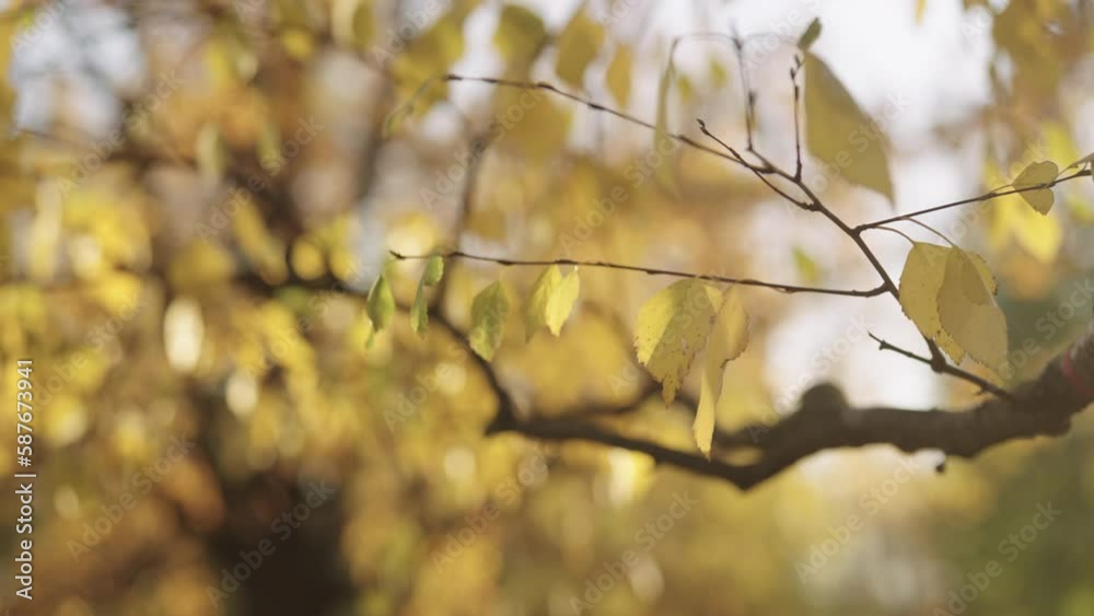 Slow motion closeup shot of birch leaves on a tree in october Slow motion closeup shot of birch leaves on a tree in october