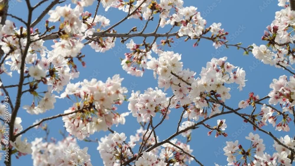 Beautiful cherry petals swaying in the wind on a sunny spring day Beautiful cherry petals swaying in the wind on a sunny spring day