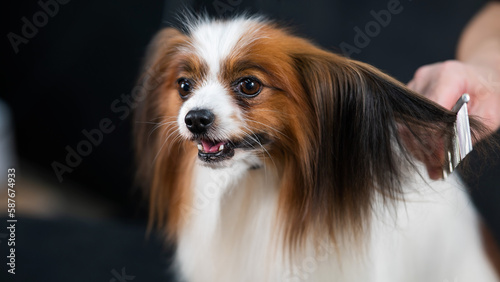 Caucasian woman combing a dog. Papillon Continental Spaniel on grooming. 