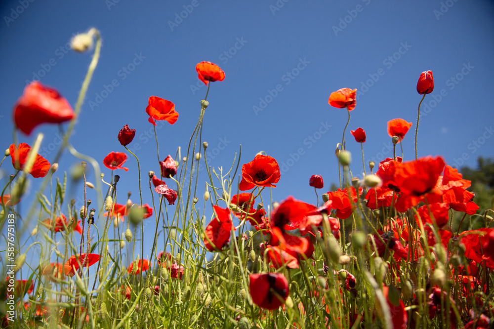 Naklejka premium Field with red poppy flowers against a blue sky