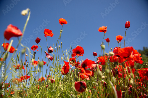 Field with red poppy flowers against a blue sky © Julia Jones