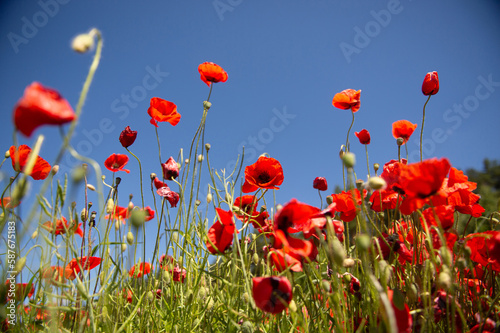 Field with red poppy flowers against a blue sky