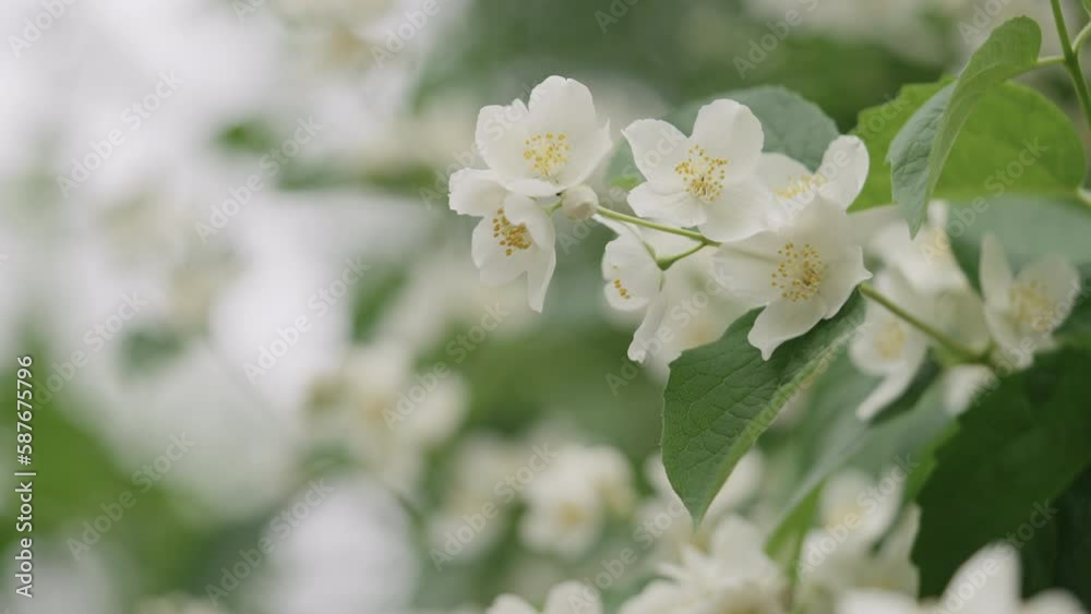 Slow motion handheld shot of jasmine flowers closeup Slow motion handheld shot of jasmine flowers closeup