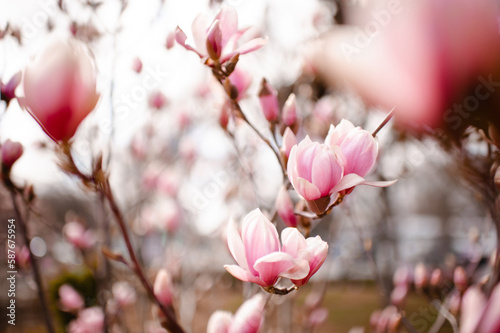 Pink magnolia flowers closeup outdoors. Spring blooming season. Nature background.