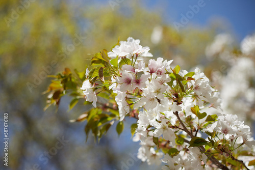 青空に映える満開の桜の風景