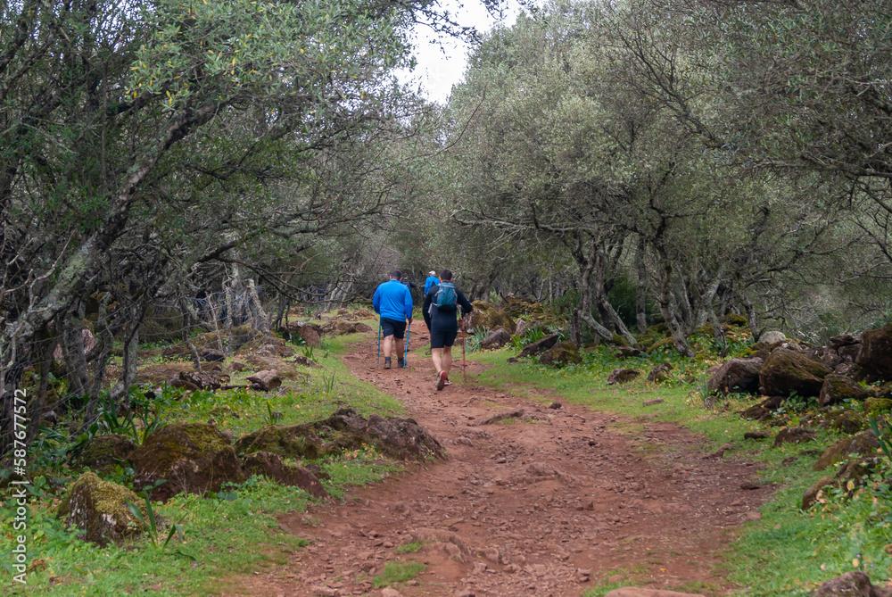 Fototapeta premium Senderistas caminando por la senda en el bosque mediterráneo.