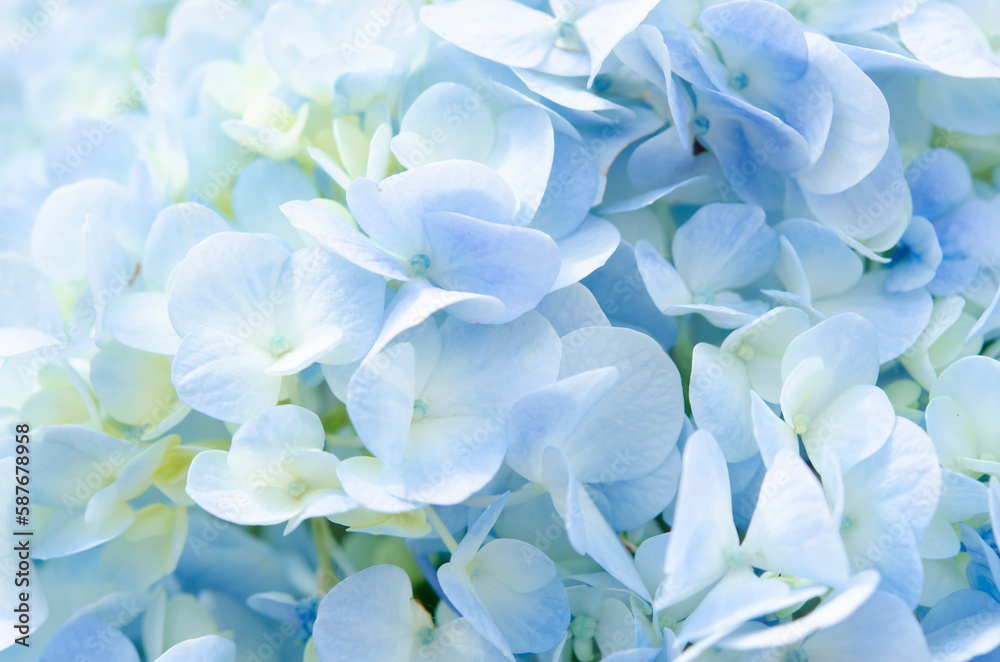 The Soft Blue Hydrangea close-up texture. The Soft Blue Hydrangea close-up texture.
