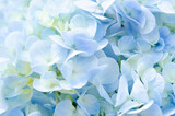 The Soft Blue Hydrangea close-up texture.