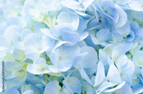 The Soft Blue Hydrangea close-up texture.