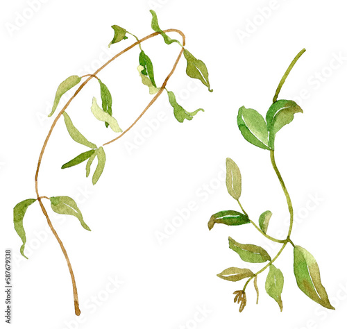 Watercolor wild greenery set, herbs, Green leaves isolated on white background