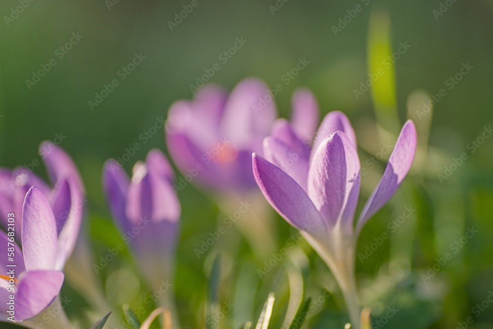 Spring time light purple crocus flowers