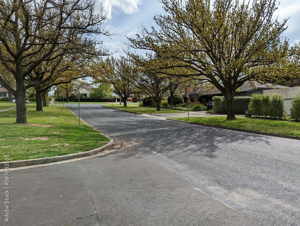 A suburban street in Griffith, Canberra, ACT, Australia lined with wide nature strips and pretty spring trees.