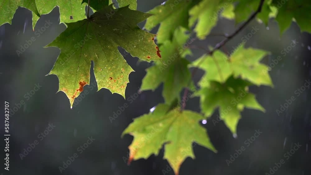 Branch of wet maple tree with green leaves and rainfall in forest woodland. Branch of wet maple tree with green leaves and rainfall in forest woodland.