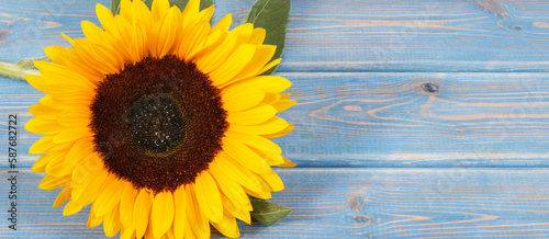 Fototapeta Naklejka Na Ścianę i Meble -  Beautiful and vibrant sunflower on blue background. Decoration and summer time. Place for text