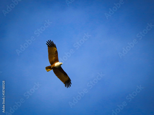 Eagle on the sky
