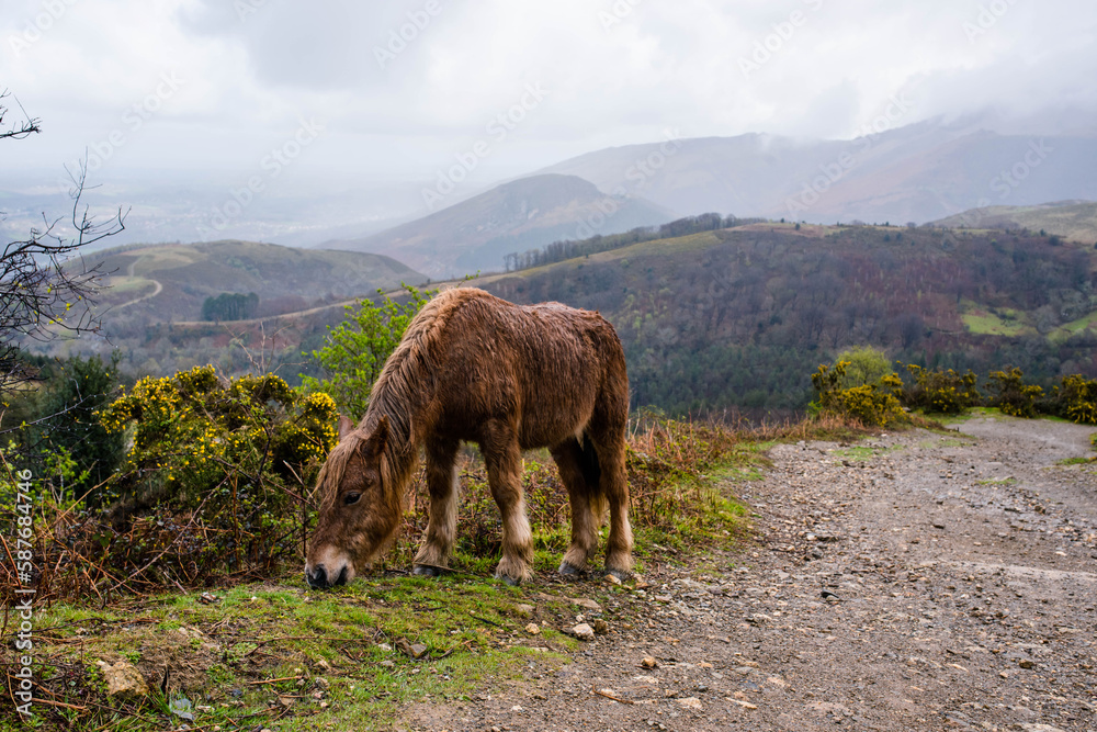 famous cows and their calves roaming free in the mountains of the Basque Country Stock Photo