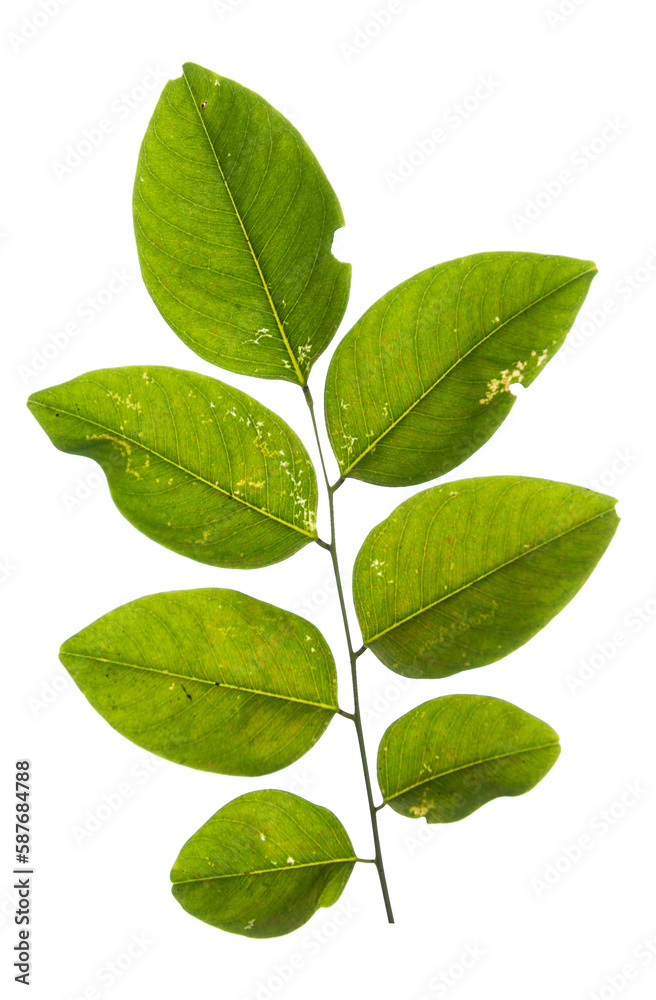 Fototapeta premium PNG leaf removed original background