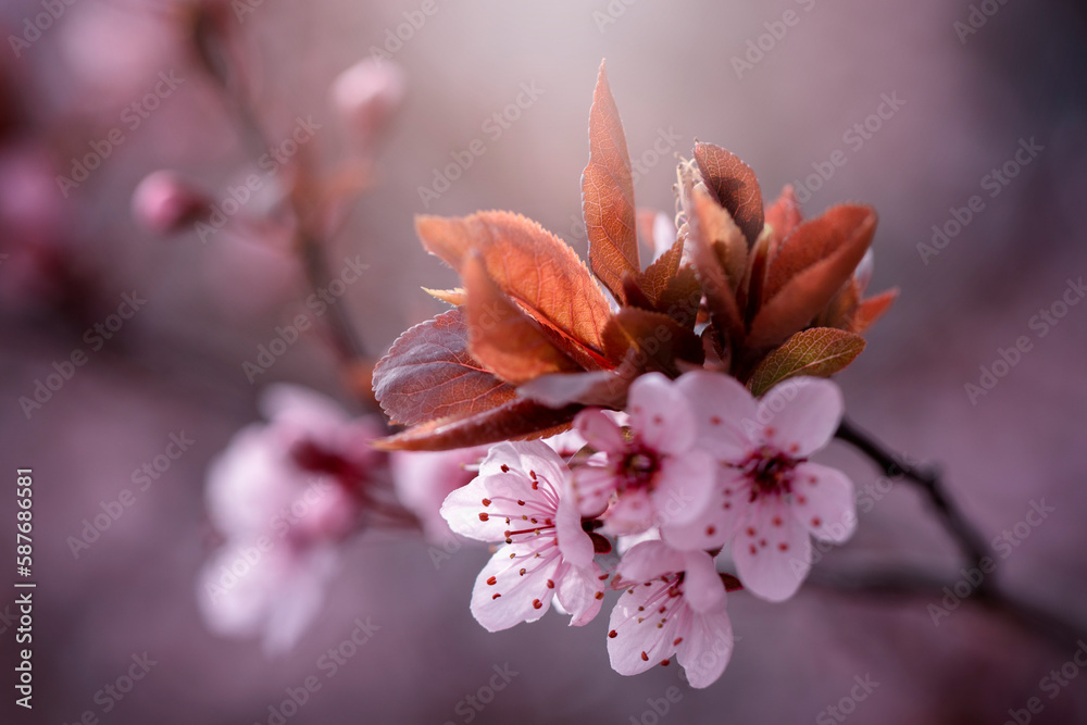 Obraz premium Kwiaty wiśni japońskiej Sakura. Sezon wiosenny. Pastelowe kwiaty na dziko kwitnących drzewach. Wiosenny ogród.
