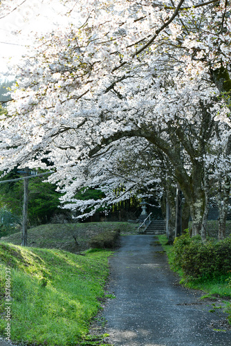 桜のトンネルを抜ける砂利道