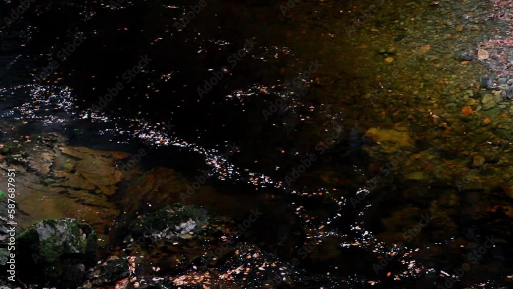 autumn fall leaves in slow moving stream brown brackish water autumn fall leaves in slow moving stream brown brackish water