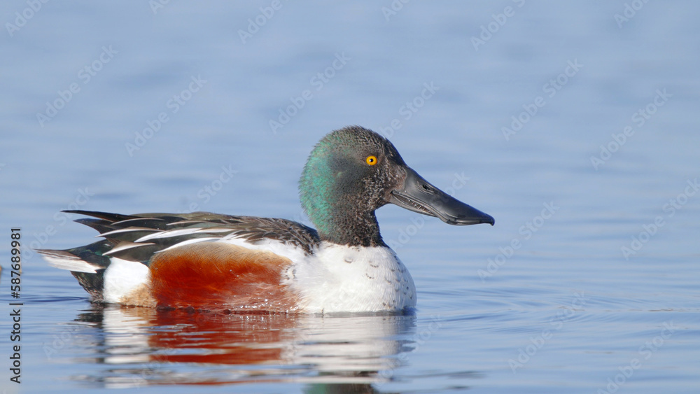 Northern shoveler bird in water, male or drake in breeding plumage, Spatula clypeata Northern shoveler bird in water, male or drake in breeding plumage, Spatula clypeata