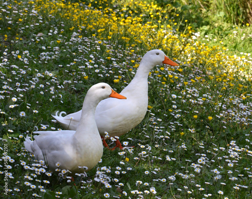 two white ducks on flowery meadow