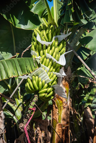 Banana fruits are growing on a banana plantation in Tenerife, Canary Islands, Spain