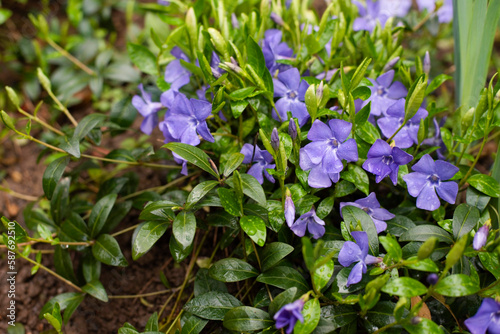 Bright purple beautiful violet flowers are blooming in garden in early spring, the snow has already melted and the beautiful flowers are blooming, welcome spring, spring floral background