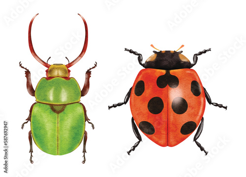 dung beetle, ladybug