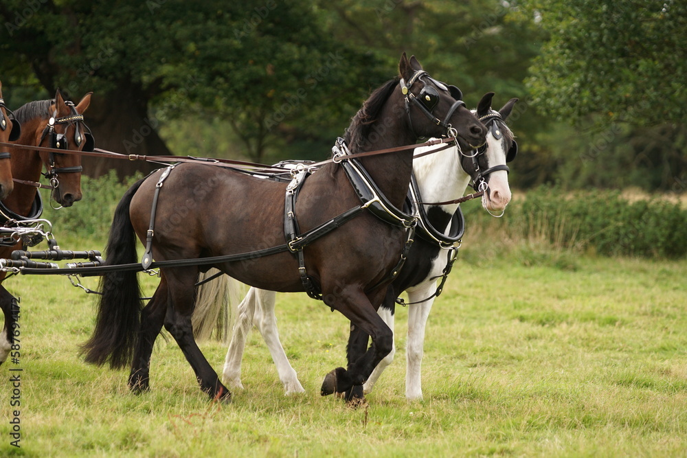 Horses pulling carts or carriages wearing full leather harness, bridles and breastcollar