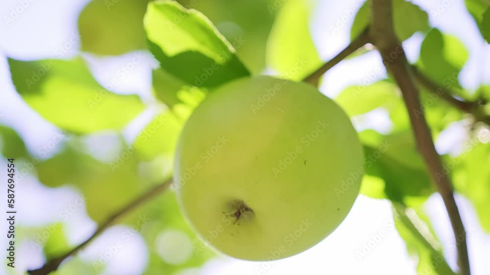 Close-up of a single ripe green apple in the wind on a sunny day.