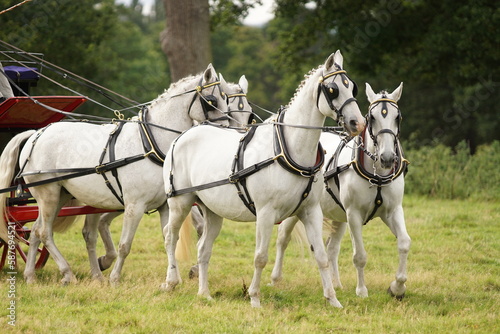 Horses pulling carts or carriages wearing full leather harness, bridles and breastcollar © maywhiston