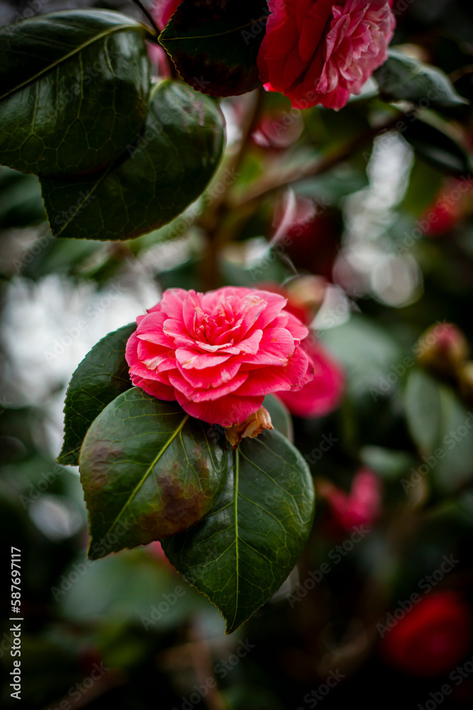 Pink Rose In The Garden
