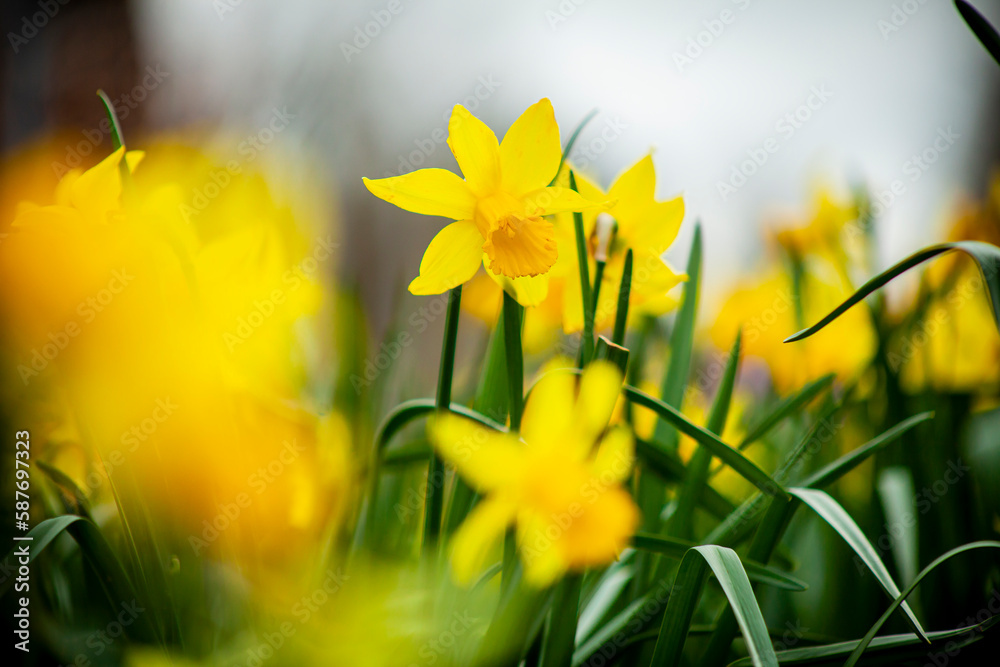 Obraz premium Yellow Flowers In Spring