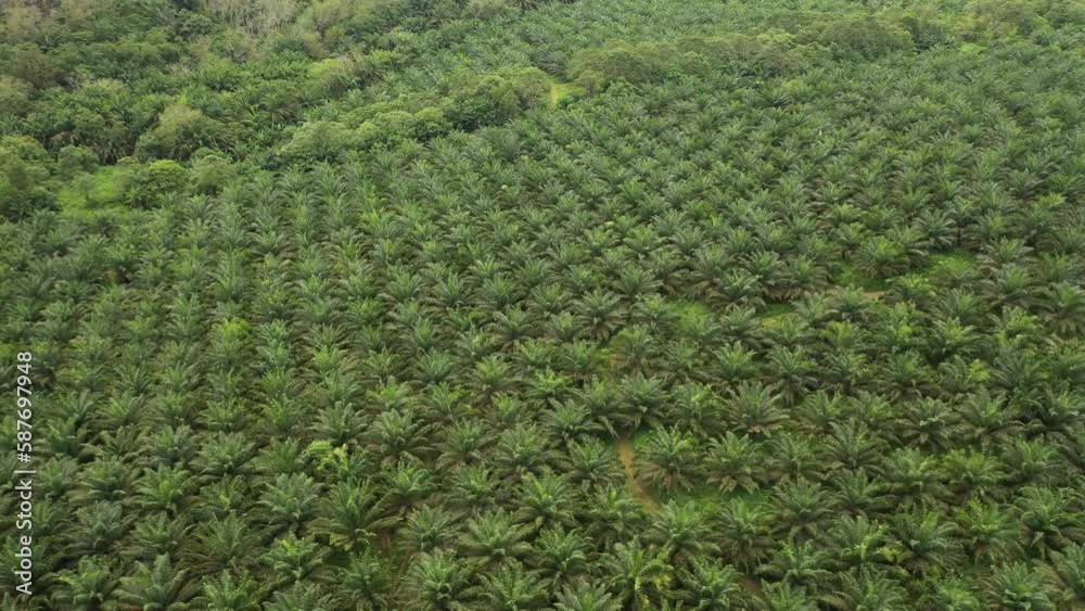 Aerial shot of palm trees and fields,Negeri Sembilan,Malaysia Aerial shot of palm trees and fields,Negeri Sembilan,Malaysia