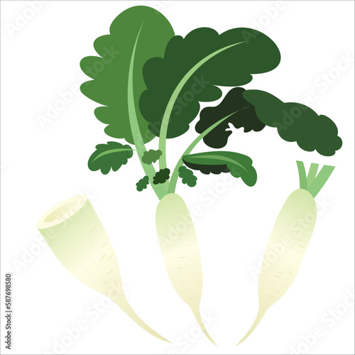 Vector illustration, fresh white radish with slices, isolated on white background.Daikon Radish vector.