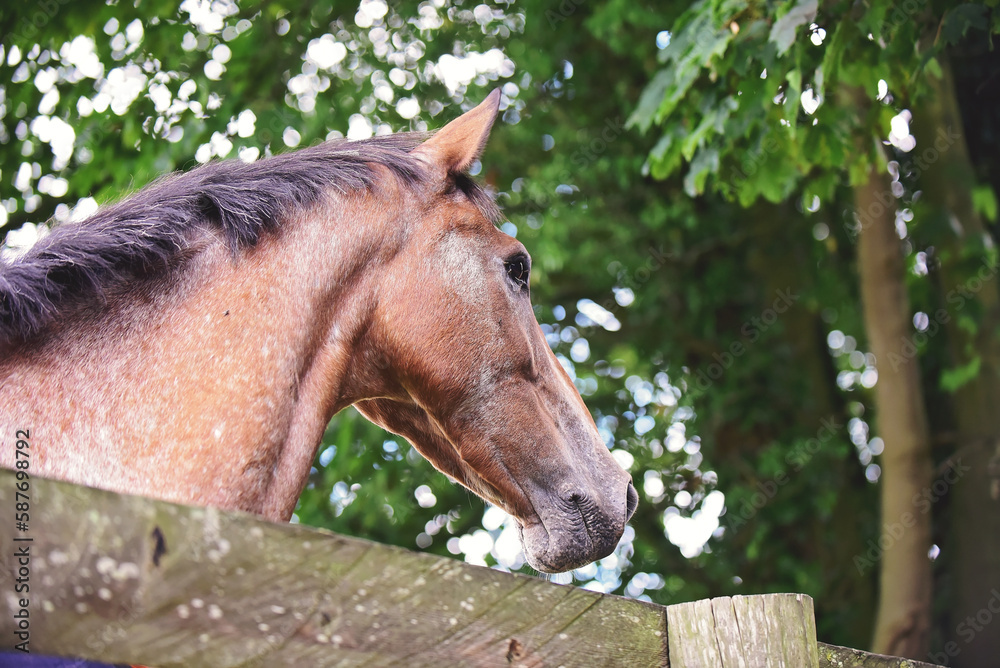 Ταπετσαρία Bay roan appaloosa horse head portrait standing under leafy green tree