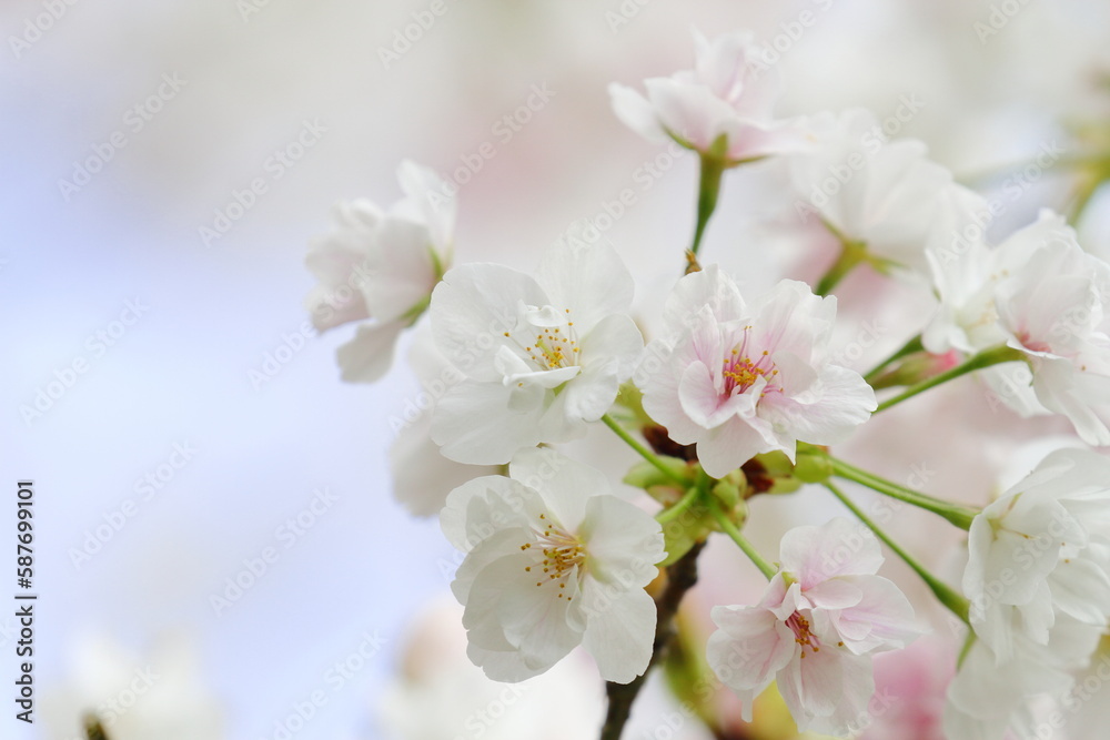 桜(笹部桜) 桜(笹部桜)