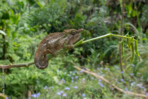 Bohme's Two Horned Chameleon in Tanzania photo