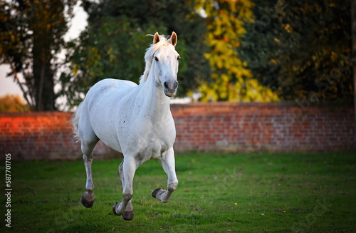 Grey horse cantering and jumping in a grassy field with woodland