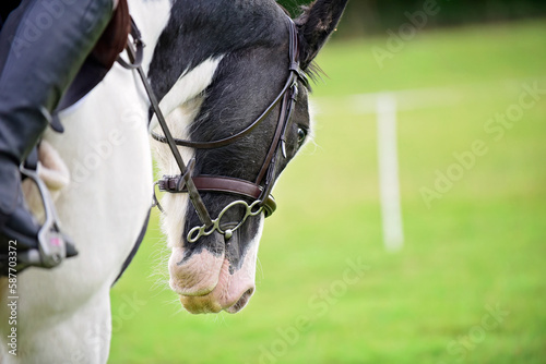 Closeup of horse's head wearing bridle photo